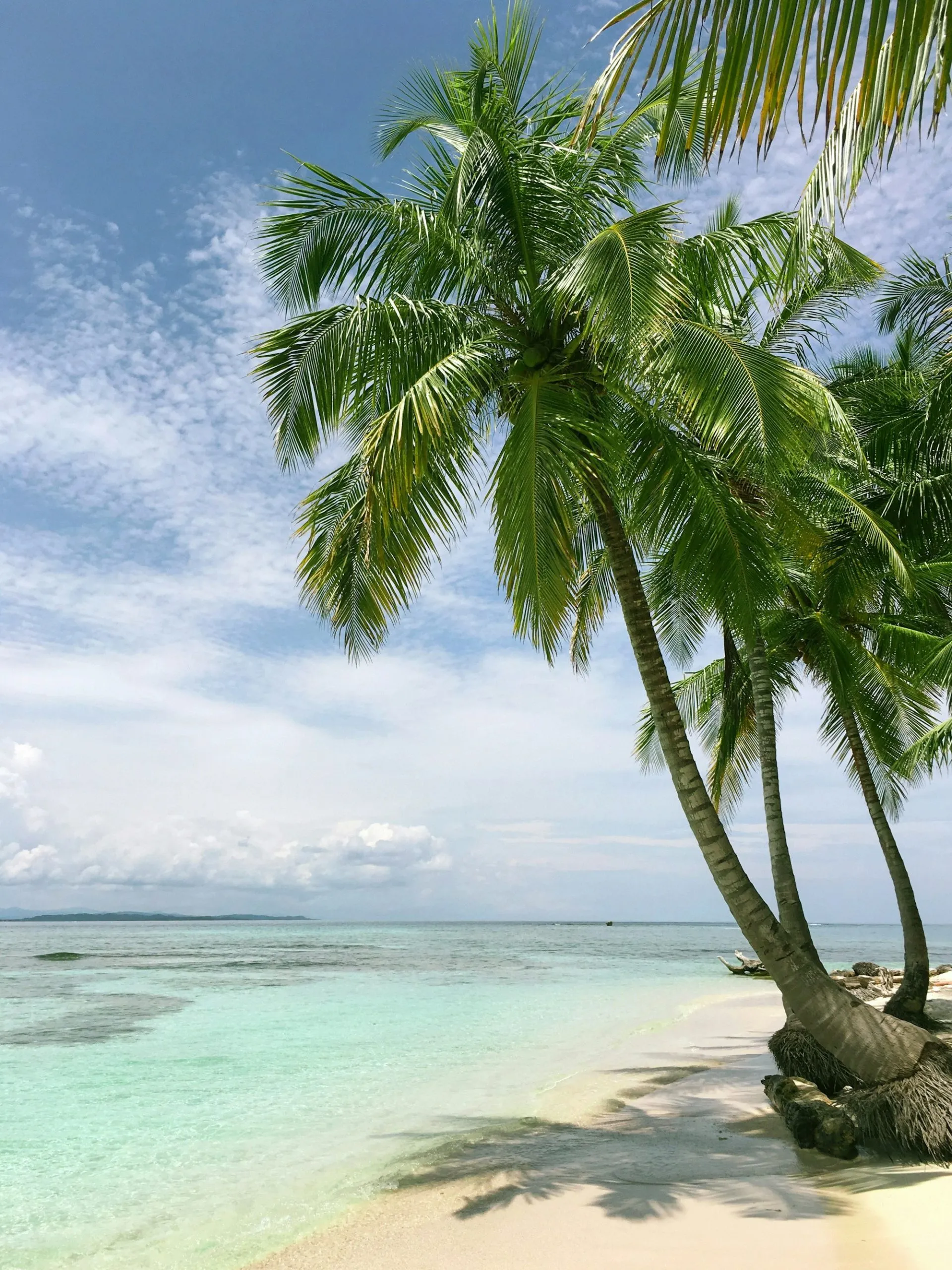 Palm trees leaning over the shore under a cloudy sky